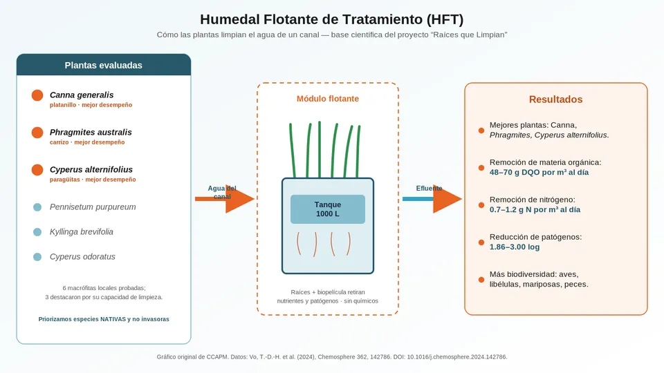 Diagrama del humedal flotante de tratamiento: plantas evaluadas, tanque y resultados de remoción de contaminantes